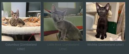 A young small-sized female Domestic Short Hair cat named Little Rock for adoption in Beatrice, NE