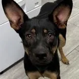 A young medium-sized female Shepherd dog named Honey for adoption in Long Beach, CA