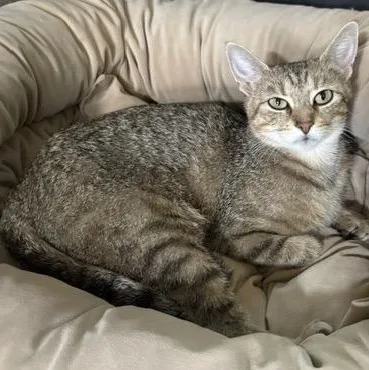 A young medium-sized female Tabby (Buff / Tan / Fawn) Domestic Short Hair cat named Lola for adoption in Wilmington, OH