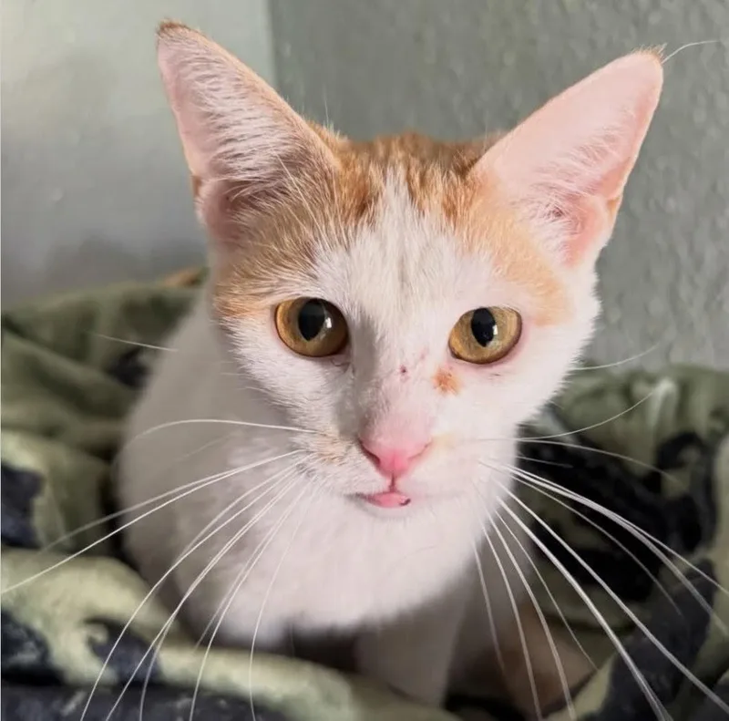 An adult medium-sized female Domestic Short Hair cat named Stardust for adoption in Indiana, PA
