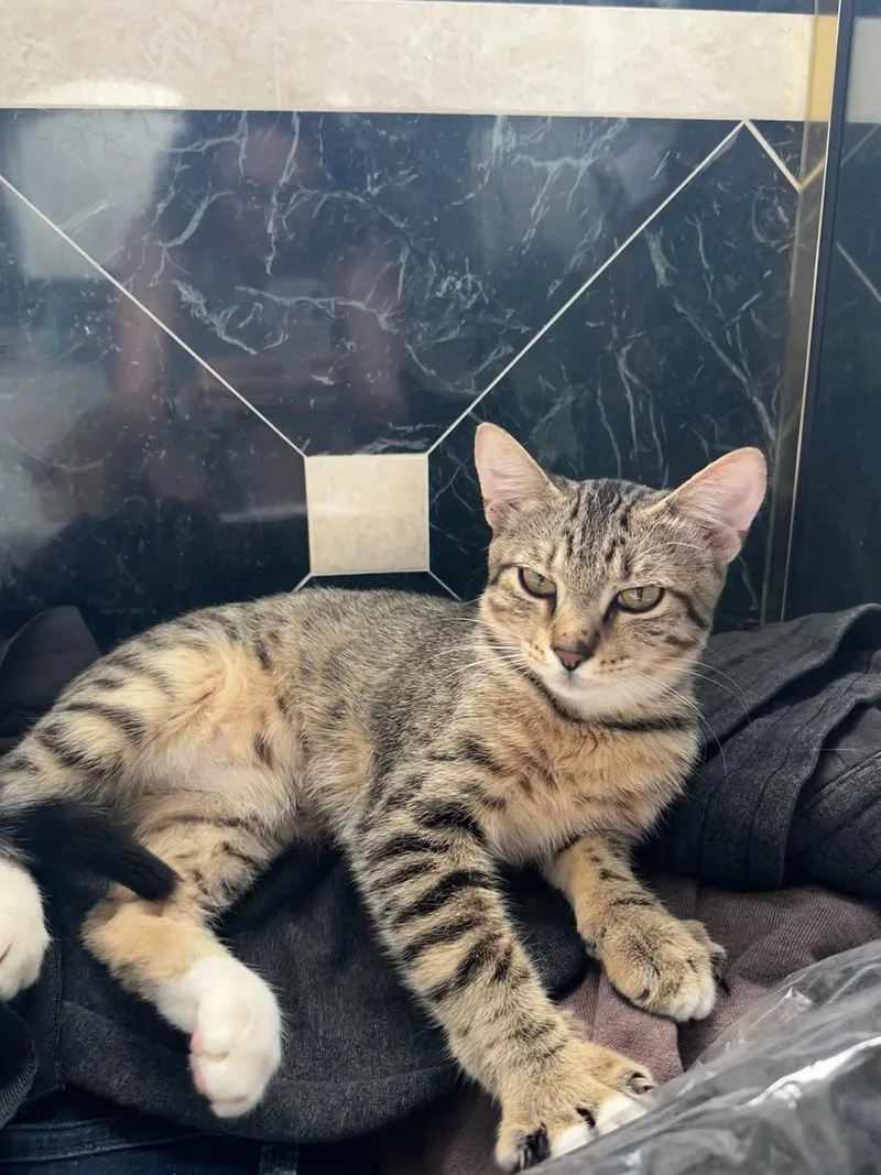 A young medium-sized male Tabby cat named Echo for adoption in Cypress, TX