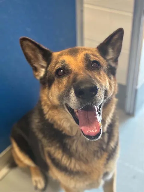 An adult extra large-sized male German Shepherd Dog dog named Bruno for adoption in Visalia, CA