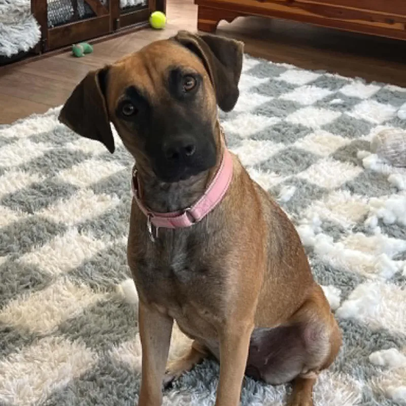 A young medium-sized female Terrier dog named Gloria for adoption in Fairfax, VA