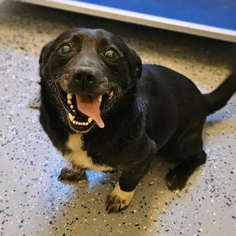 A senior medium-sized male Black Miniature Dachshund dog named Squidward Tentacles for adoption in Charlottesville, VA