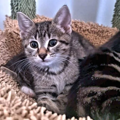 A baby medium-sized female Tabby cat named Stella for adoption in Rutherfordton, NC