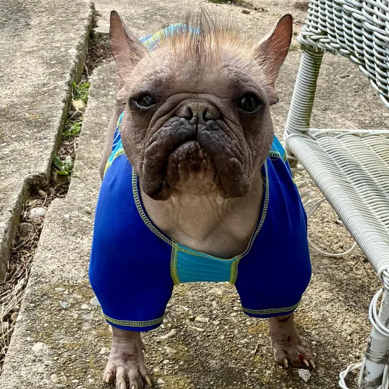 A young medium-sized male French Bulldog dog named Furtastic for adoption in Cincinnati, OH