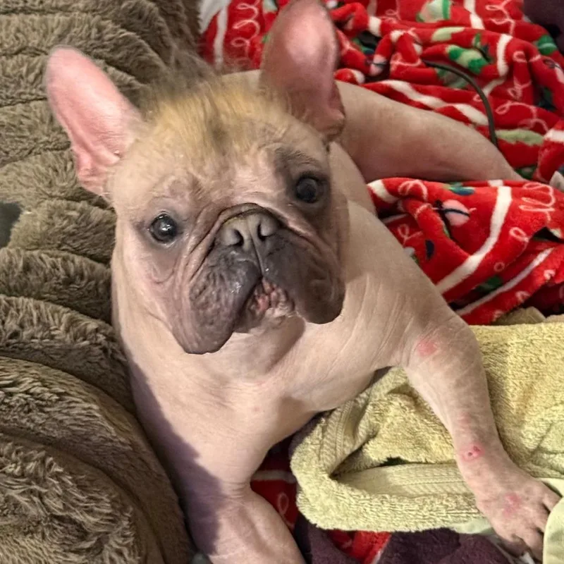 Furtastic thumbnail 2