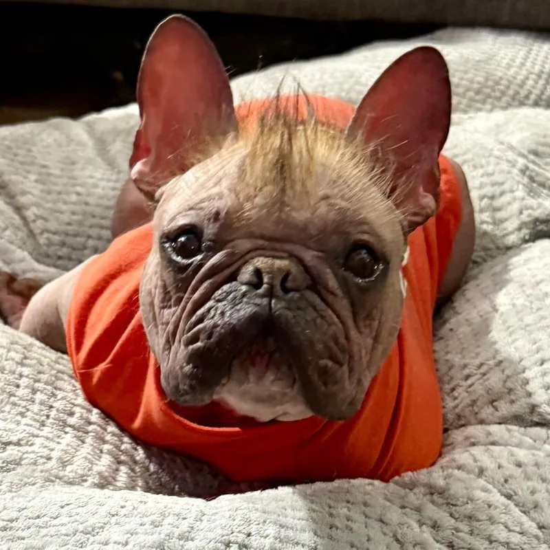 Furtastic thumbnail 3