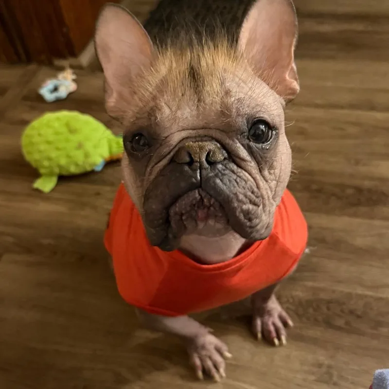 Furtastic thumbnail 4