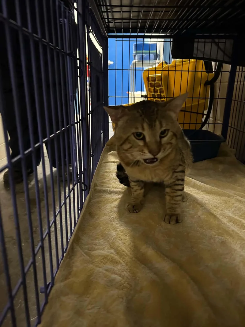 A young medium-sized male Tabby (Brown / Chocolate) Domestic Short Hair cat named Kevin Bacon for adoption in Burlington, IA