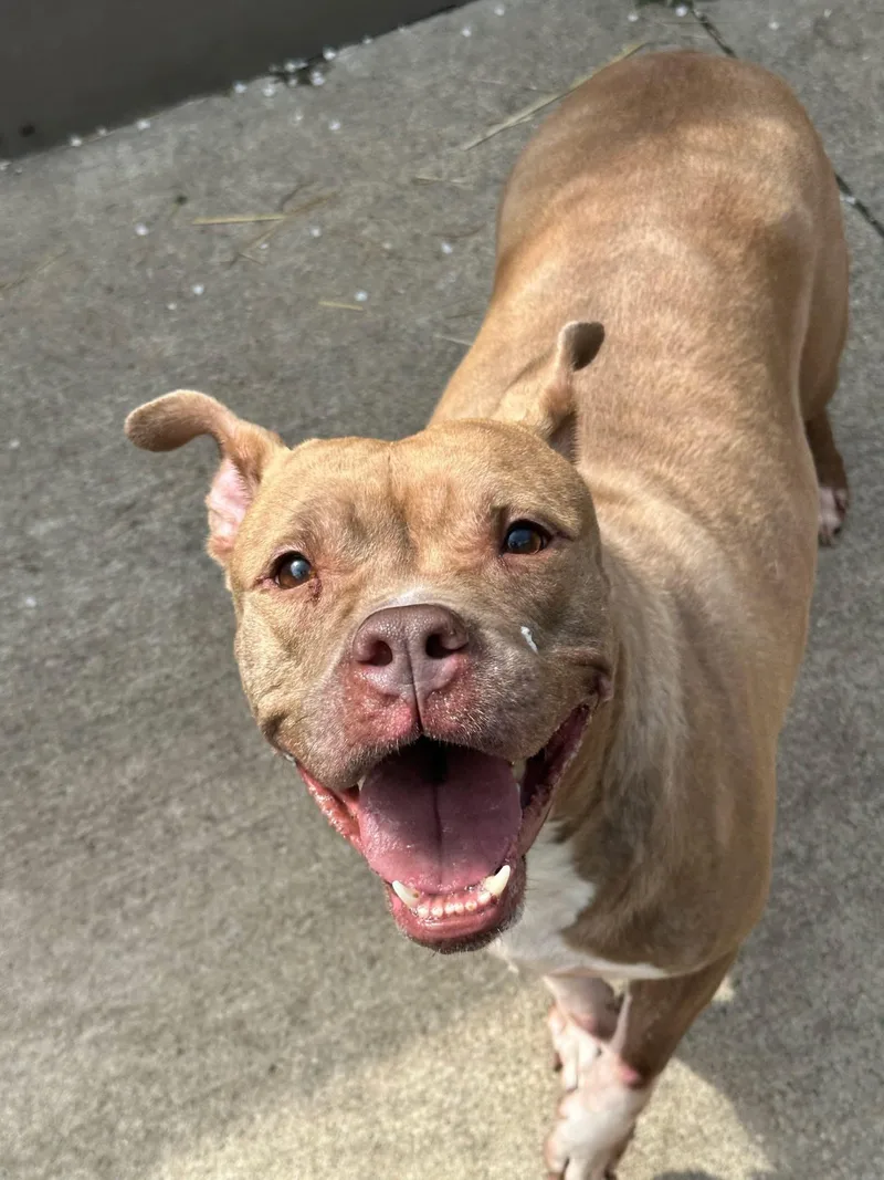 An adult medium-sized female Yellow / Tan / Blond / Fawn Pit Bull Terrier dog named Castine for adoption in Chicago, IL
