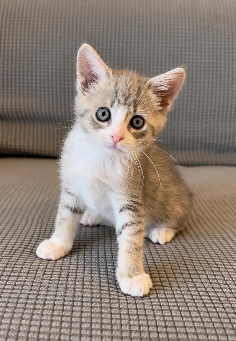 A baby large-sized male Gray & White Domestic Short Hair cat named Branston Pickle for adoption in Lemoyne, PA