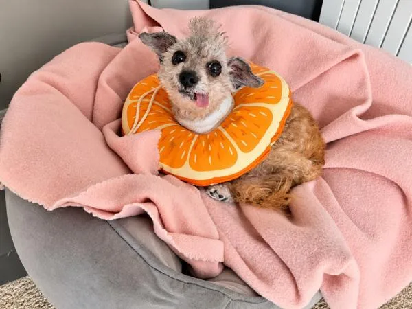 A senior small-sized female Poodle dog named Creature for adoption in Oakland, CA