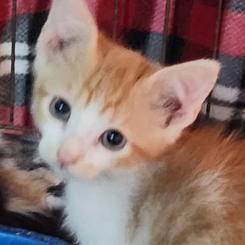 A baby small-sized male Orange / Red Domestic Short Hair cat named Nightwing K for adoption in Corsicana, TX