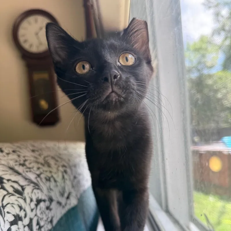 A baby small-sized female Black Domestic Short Hair cat named Corduroy for adoption in Jacksonville, FL