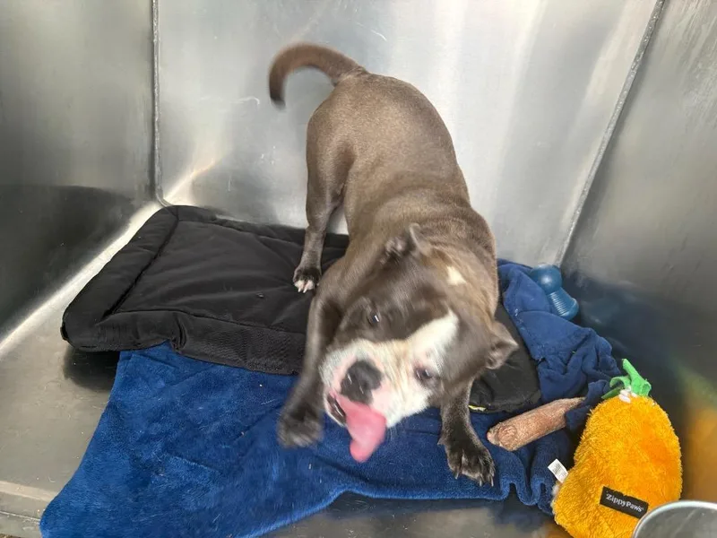 A young medium-sized female American Staffordshire Terrier dog named Ocean for adoption in Warren, MI