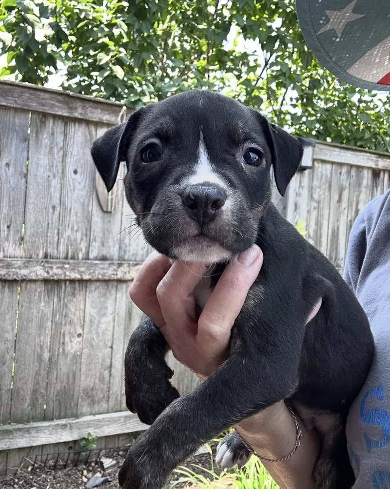A baby medium-sized male Black American Staffordshire Terrier dog named Shadow for adoption in Wonder Lake, IL
