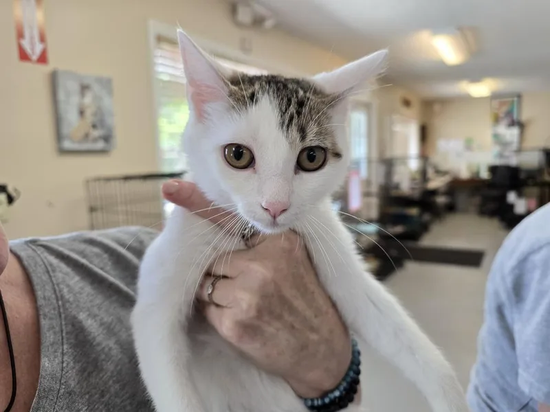 A baby small-sized female Black & White / Tuxedo Domestic Short Hair cat named Chrissy for adoption in Southbury, CT