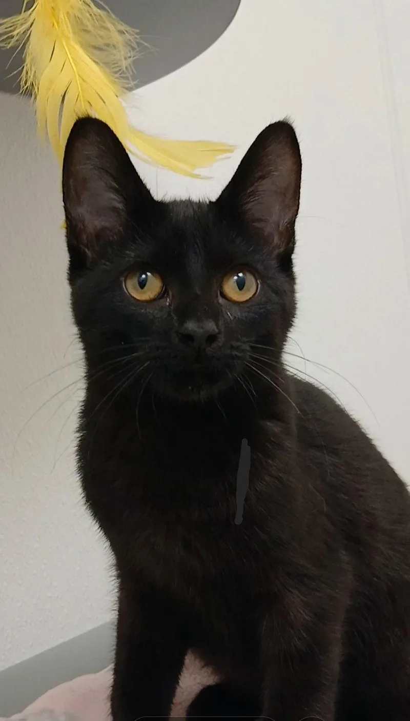 A baby medium-sized female Domestic Short Hair cat named Furiosa for adoption in Bay City, MI