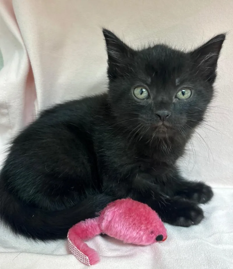 A baby medium-sized female Domestic Short Hair cat named Jezebel for adoption in Greeneville, TN