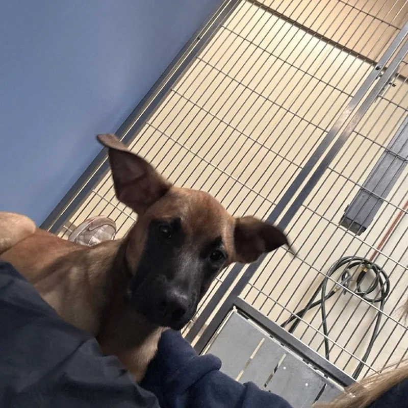 A young medium-sized female Yellow / Tan / Blond / Fawn Shepherd dog named Rey for adoption in Lynchburg, VA