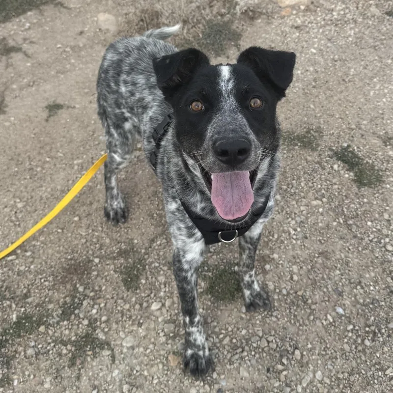 A young medium-sized male Black Cattle Dog dog named Rafael for adoption in Park City, UT