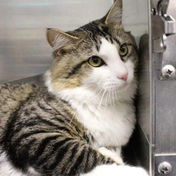 A young medium-sized male Domestic Short Hair cat named Lumen for adoption in Des Moines, IA