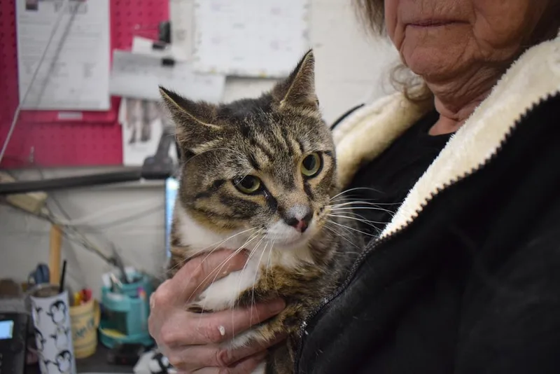 A young medium-sized female Domestic Short Hair cat named Whiskers for adoption in Pahrump, NV