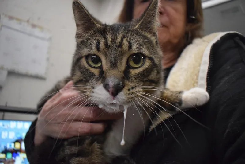 Whiskers thumbnail 2