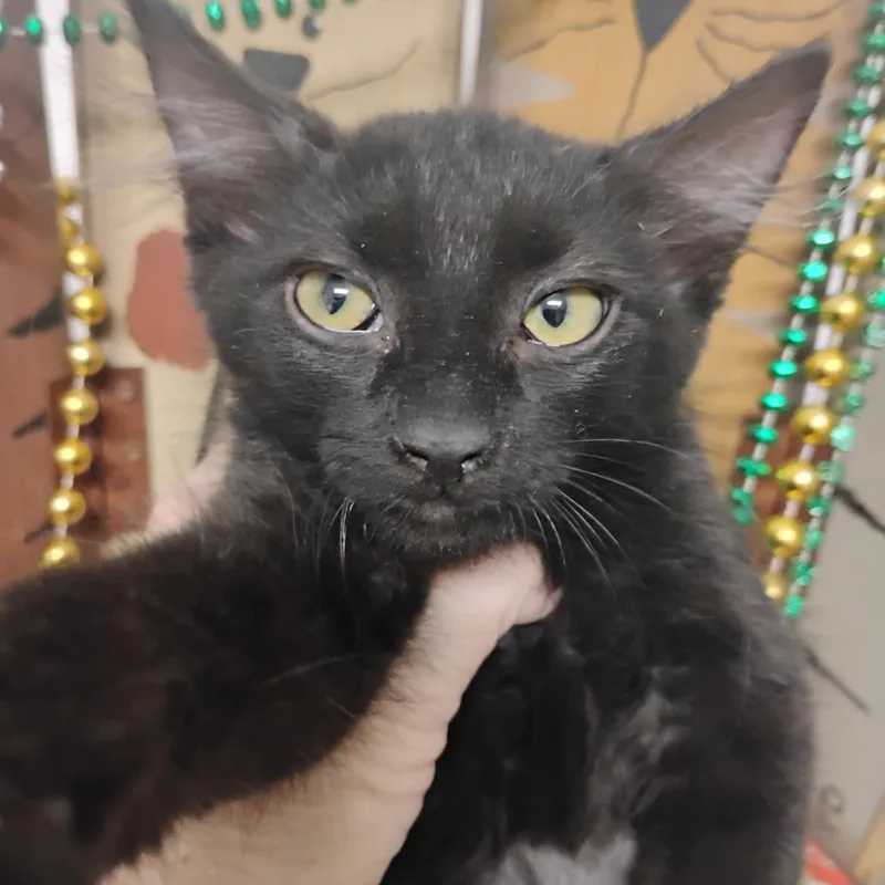 A baby medium-sized female Black Domestic Long Hair cat named Sweeter Than Fiction Lb for adoption in Phoenix, AZ