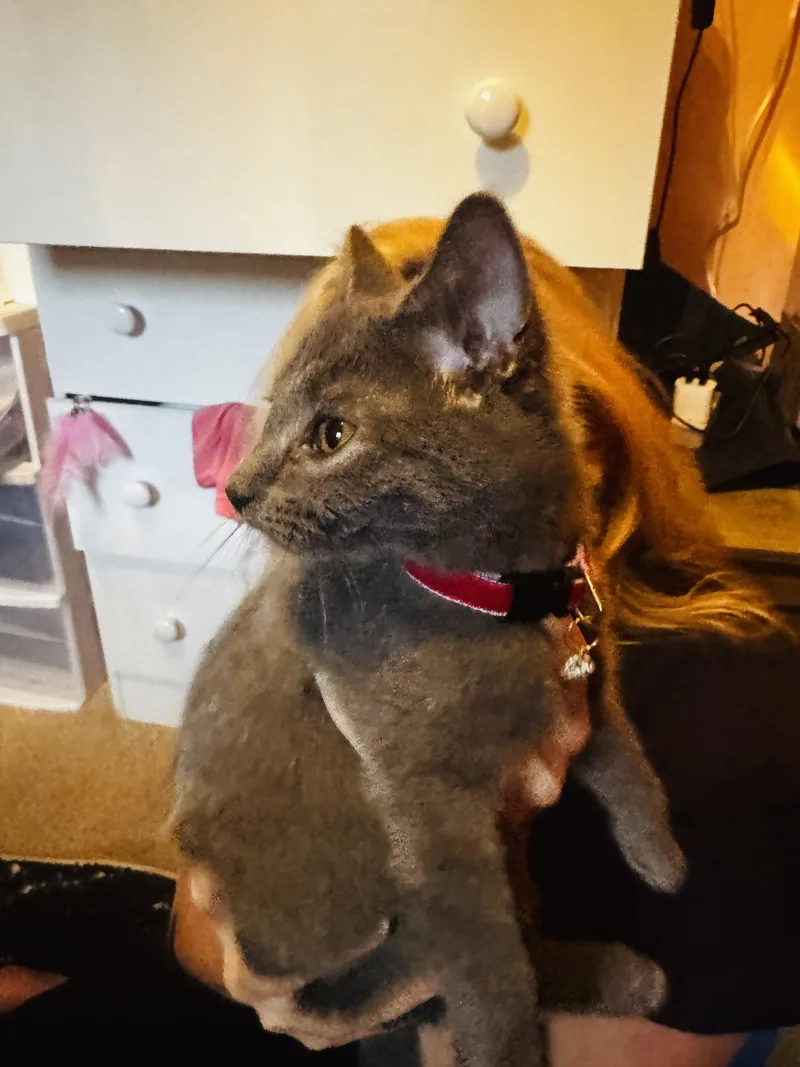 A baby small-sized female Gray / Blue / Silver Domestic Short Hair cat named Luna for adoption in North Chesterfield, VA