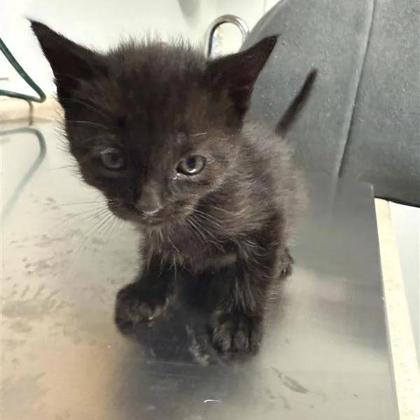 A baby small-sized female Black American Shorthair cat named Pigwidgeon for adoption in Mount Shasta, CA