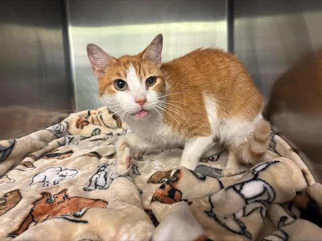 An adult large-sized female Domestic Short Hair cat named Sunny for adoption in Grand Prairie, TX