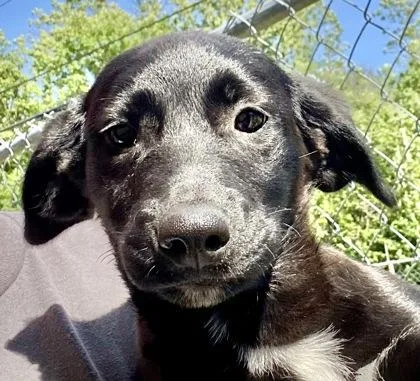 A young medium-sized female Black Shepherd dog named Yolanda for adoption in Glasgow, KY