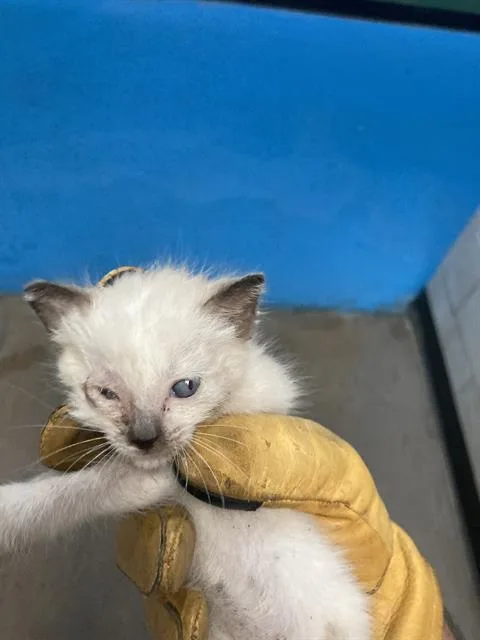 Vanilla