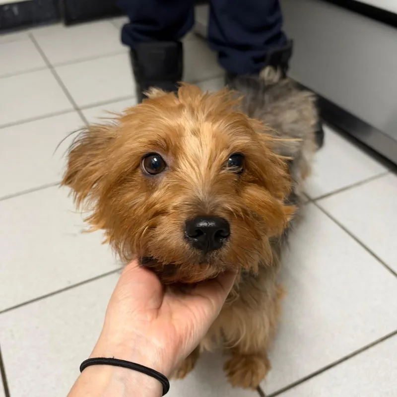 An adult small-sized female Yorkshire Terrier dog named Alani for adoption in Newark, NJ