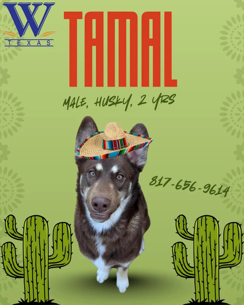 An adult large-sized male Brown / Chocolate Siberian Husky dog named Tamal for adoption in Watauga, TX