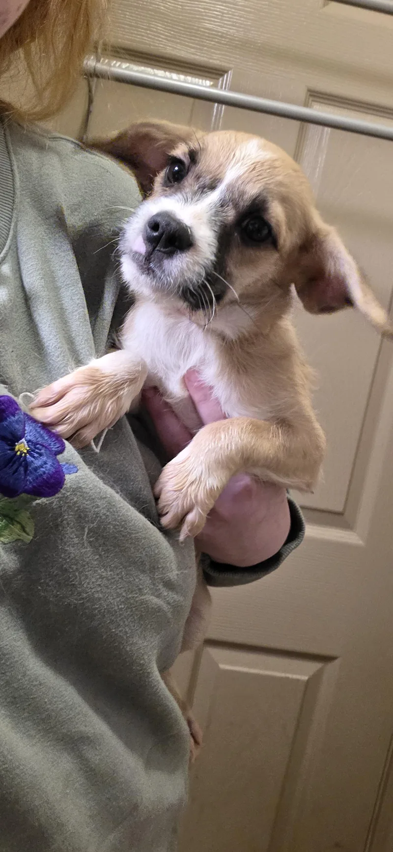 A baby medium-sized female Puggle dog named Nauticca for adoption in Evansville, IN