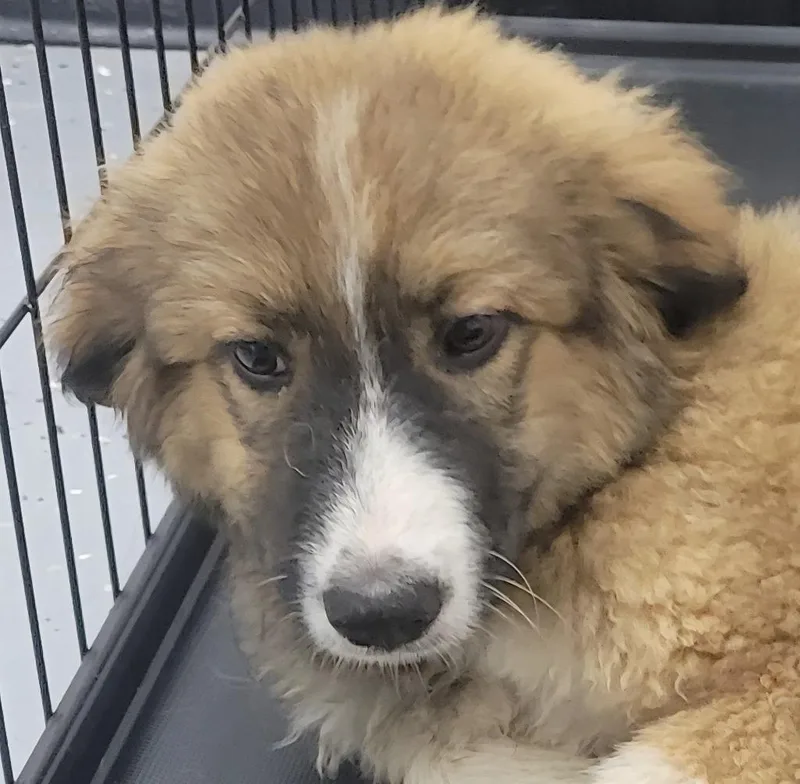 A baby medium-sized male Anatolian Shepherd dog named Remus for adoption in Seven Points, TX