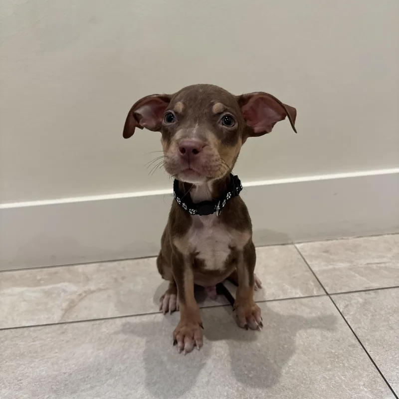 A baby medium-sized male Mixed Breed dog named Tom Chews for adoption in Henderson, NV