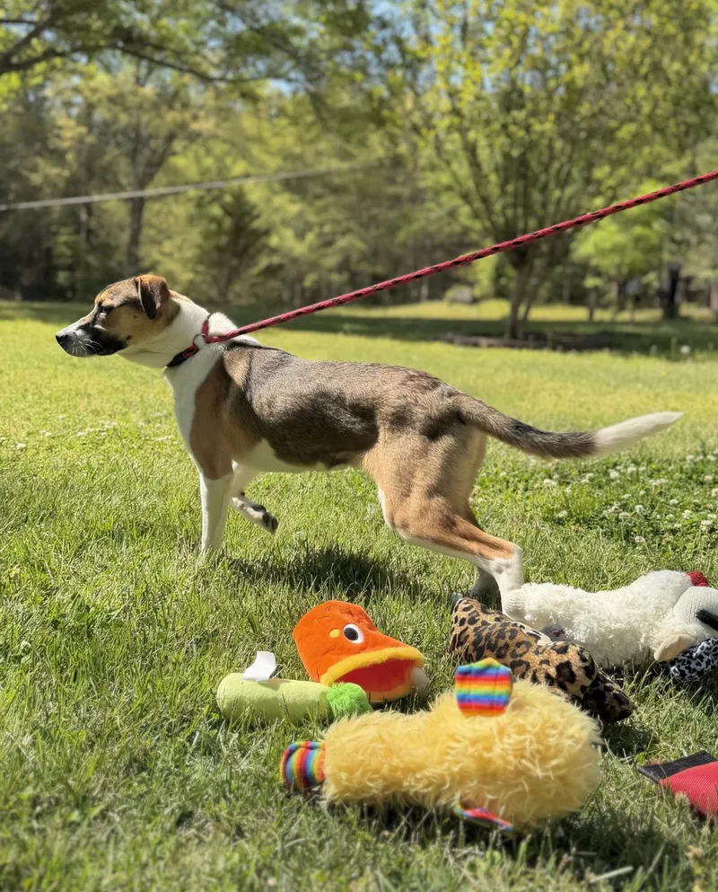 Roo