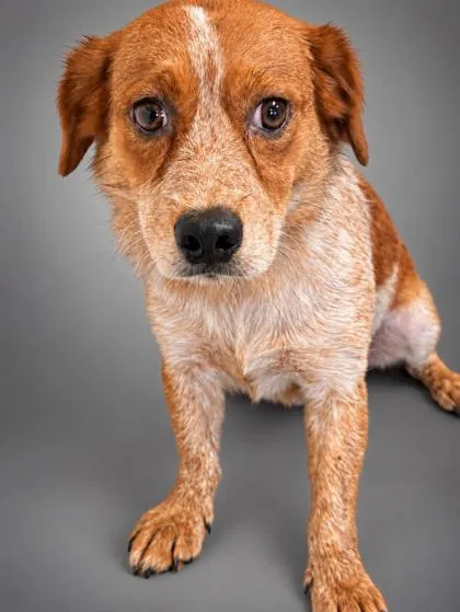 An adult medium-sized female Beagle dog named Dream for adoption in Bowling Green, KY