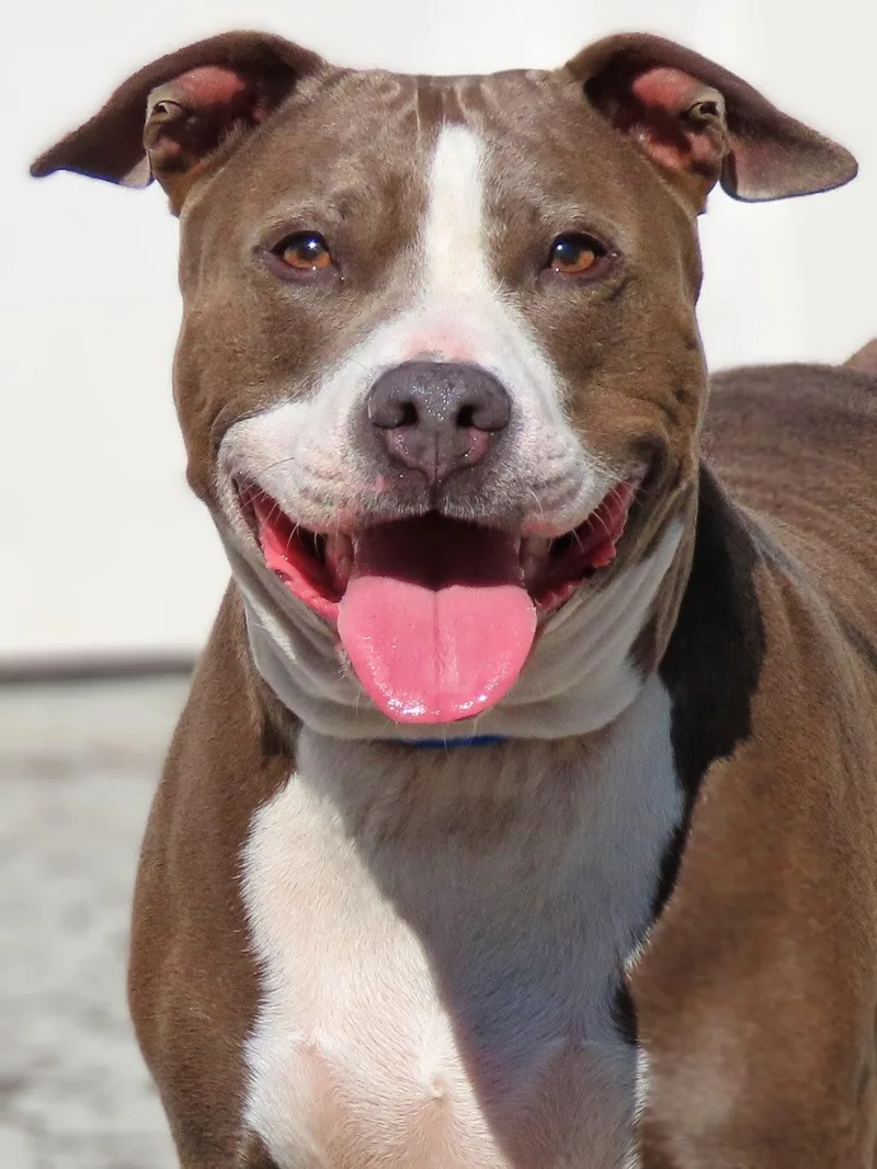 An adult large-sized female Gray / Blue / Silver Pit Bull Terrier dog named Sarafina for adoption in Amityville, NY