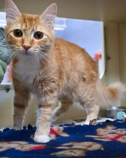 A young small-sized male Domestic Short Hair cat named Cherries Jubilee for adoption in Chamblee, GA