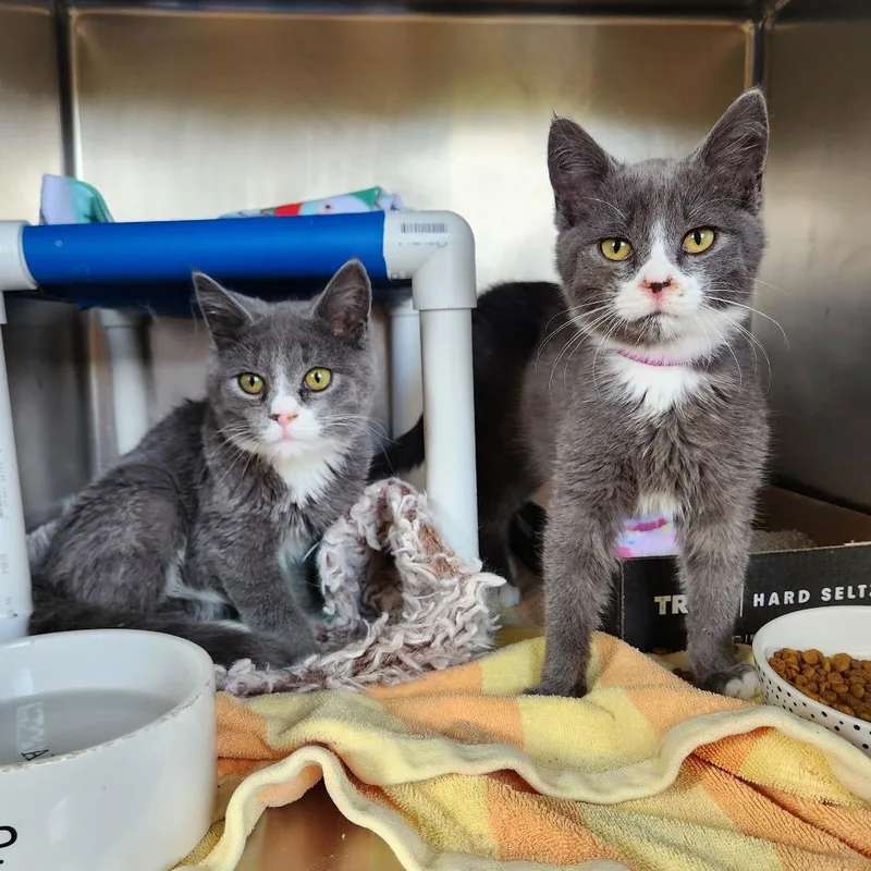 A young medium-sized male Gray / Blue / Silver Domestic Short Hair cat named Sneezy for adoption in Delaware, OH
