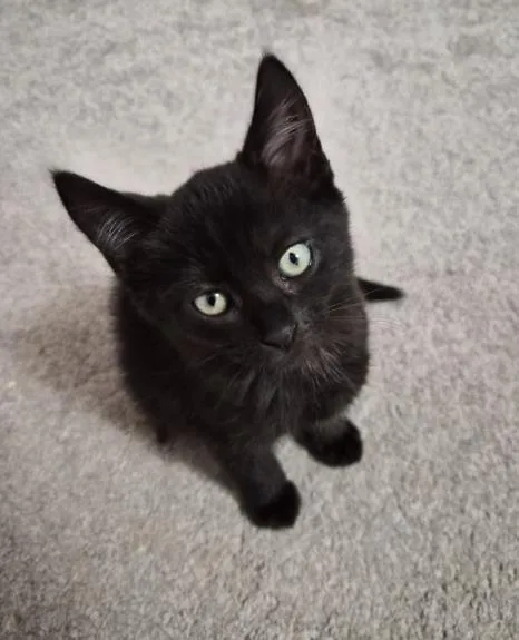 A baby medium-sized male Domestic Short Hair cat named Curly for adoption in Lincoln, CA