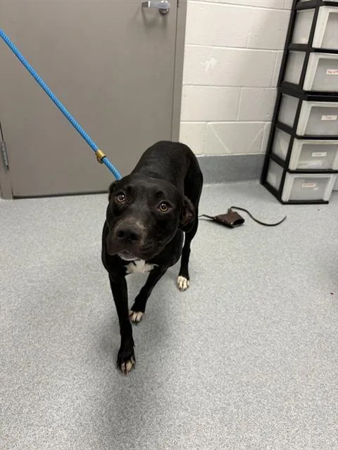 A young medium-sized female Labrador Retriever dog named Anastasia for adoption in Indianapolis, IN
