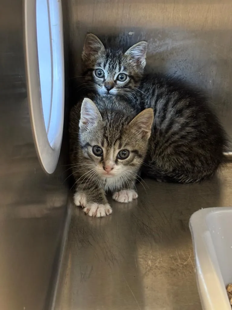 A baby small-sized male Domestic Short Hair cat named Sink for adoption in Clarksville, TN