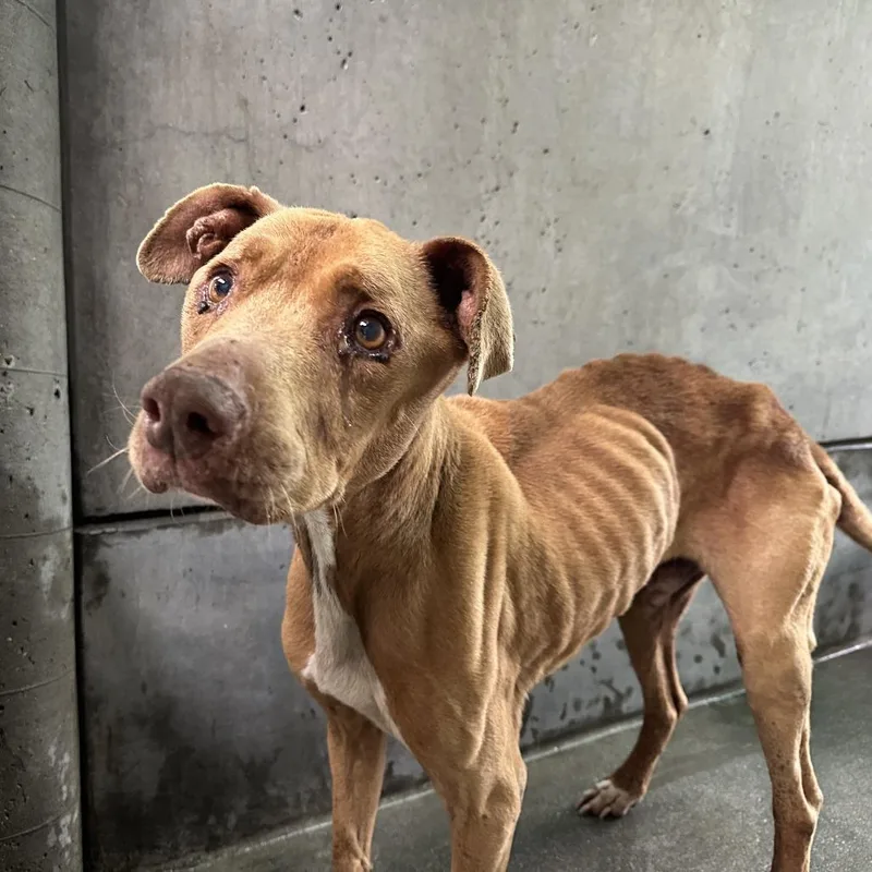 A senior medium-sized male Yellow / Tan / Blond / Fawn Pit Bull Terrier dog named Jordan for adoption in Pasadena, CA
