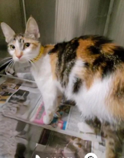 A young small-sized female Domestic Short Hair cat named Kiara for adoption in Los Angeles, CA